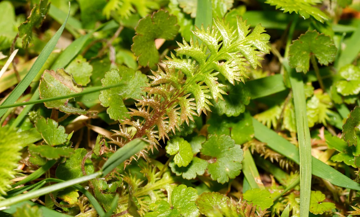 brass buttons (Leptinella squalida), photograph