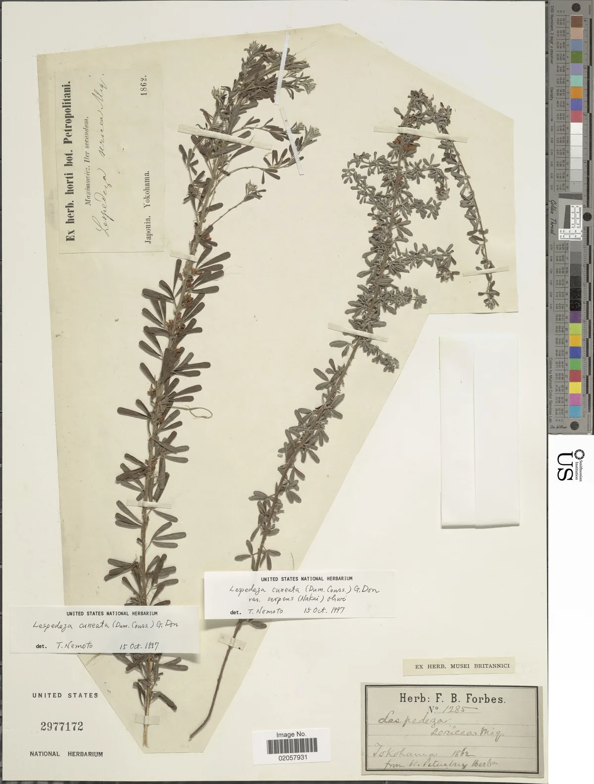 sericea lespedeza (Lespedeza cuneata), photograph