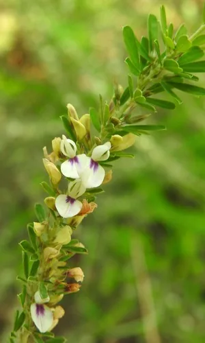 Photo: (c) saltyhiker, some rights reserved · CC BY · via iNaturalist sericea lespedeza (Lespedeza cuneata), photograph
