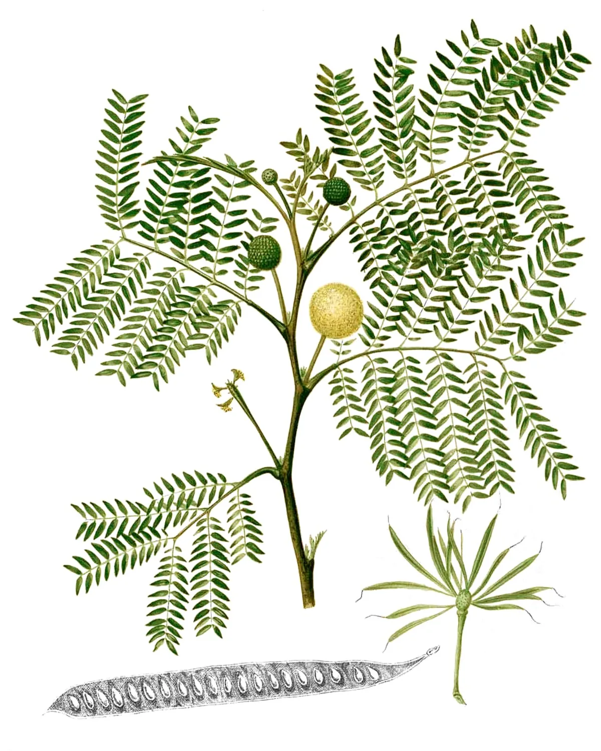 leucaena (Leucaena leucocephala), botanical illustration