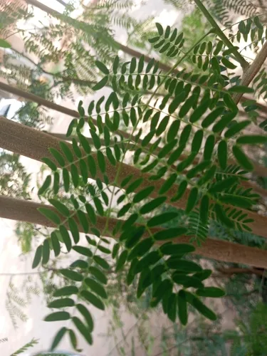 leucaena (Leucaena leucocephala), photograph