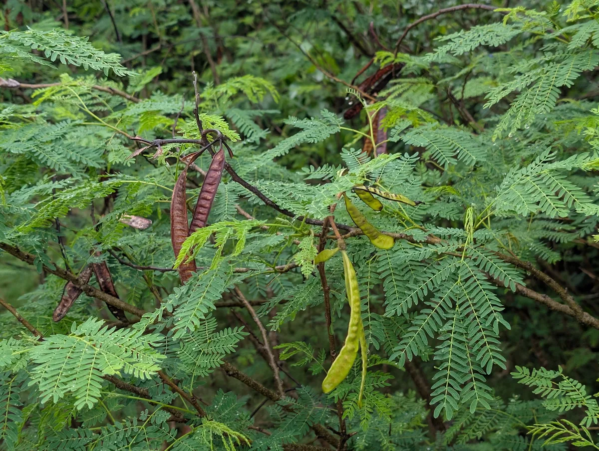 leucaena (Leucaena leucocephala), photograph