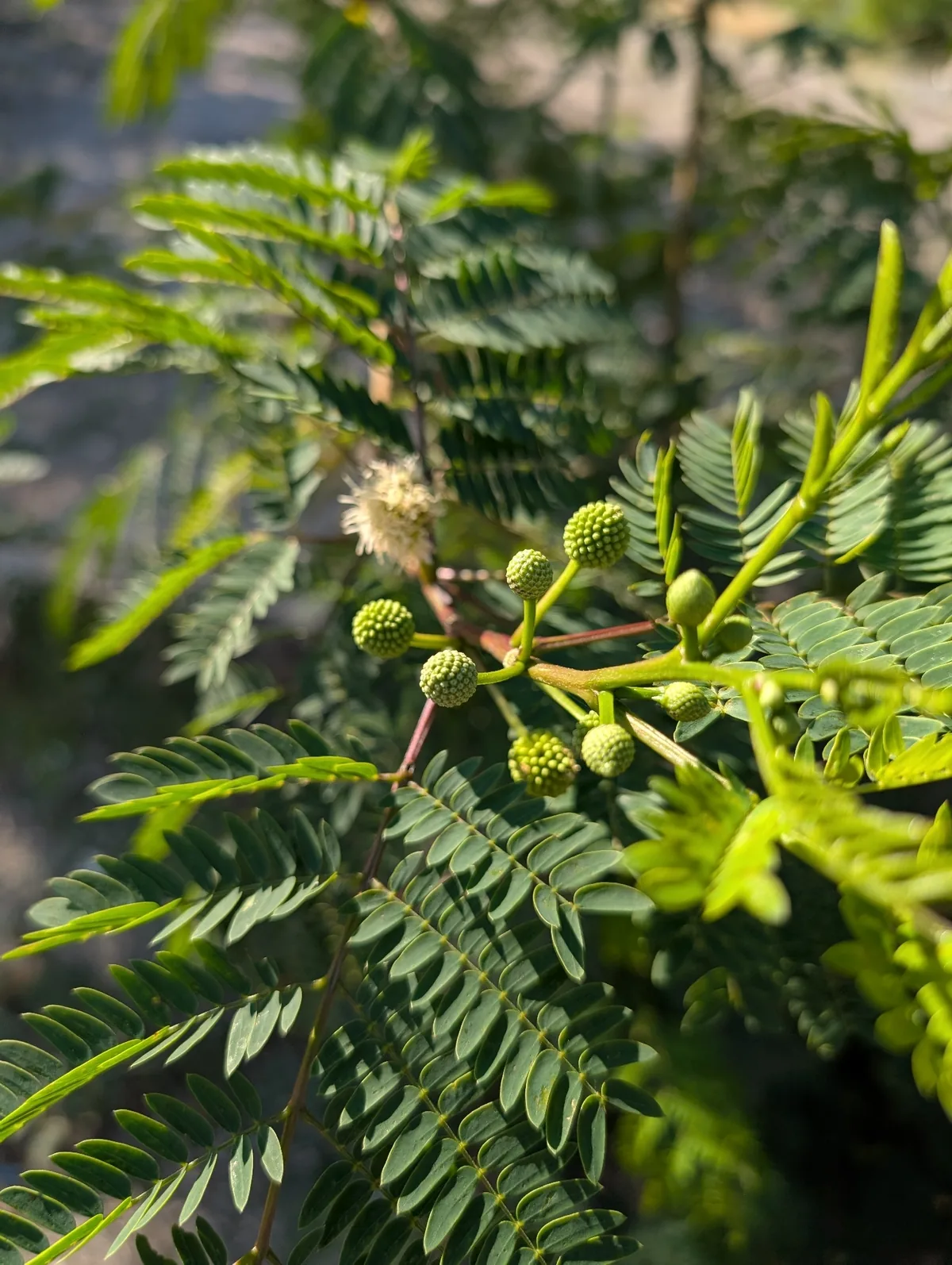leucaena (Leucaena leucocephala), photograph