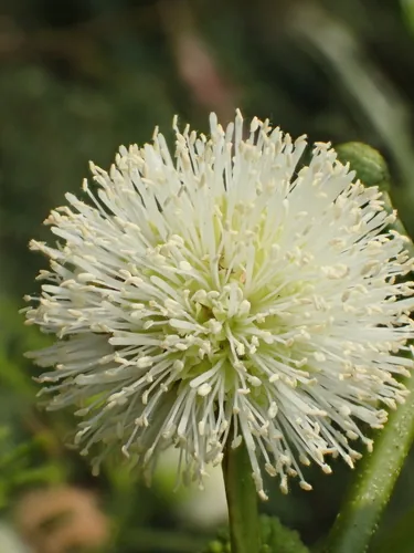 Photo: no rights reserved · CC0 · via iNaturalist leucaena (Leucaena leucocephala), photograph