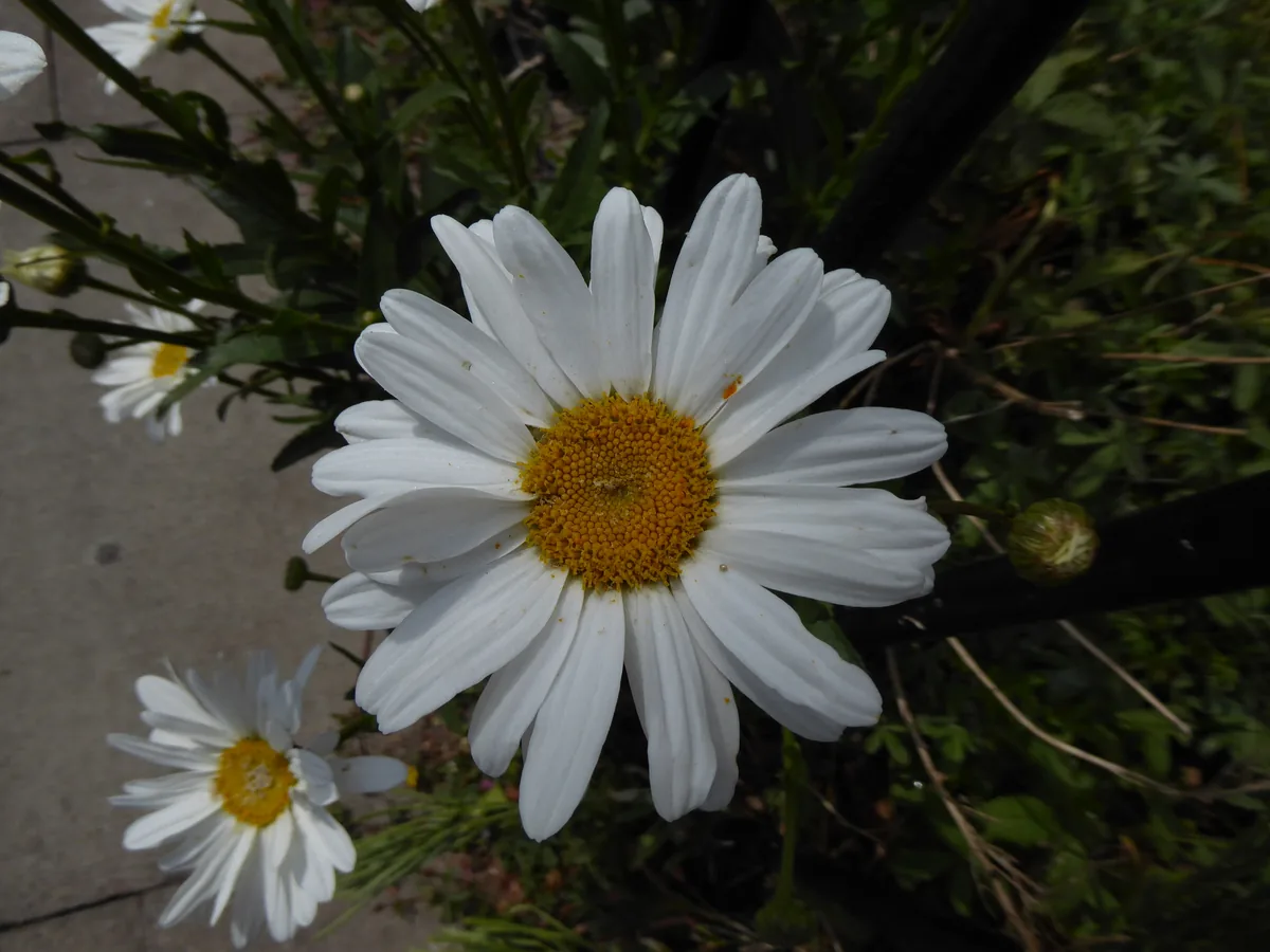 Photo: jamie-aa, via iNaturalist · CC BY · via GBIF shasta daisy (Leucanthemum × superbum), photograph