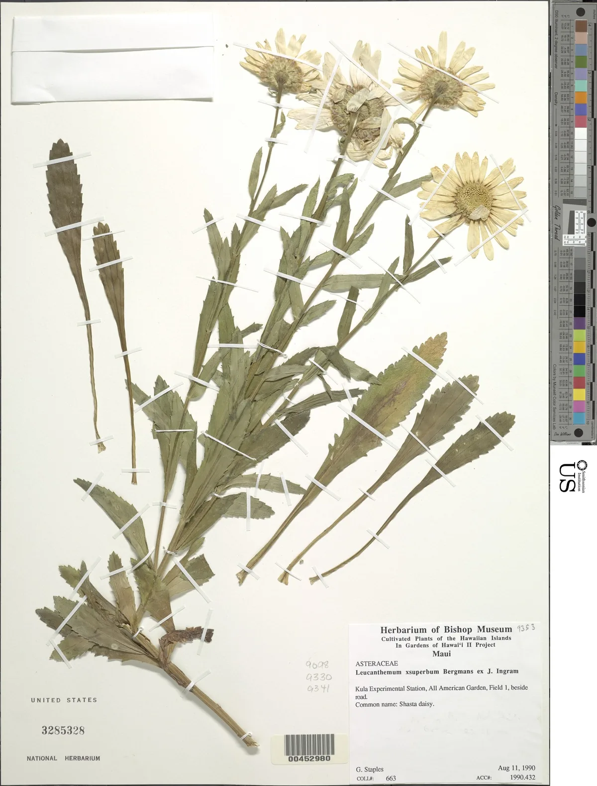 Photo: NMNH - Botany Dept. (CC0) · CC0 · via Smithsonian Shasta Daisy (Leucanthemum × superbum), photograph