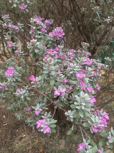 Photo: (c) Michelle Lay, some rights reserved · CC BY · via iNaturalist Texas sage (Leucophyllum frutescens), photograph