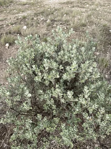Photo: (c) CK2AZ, some rights reserved (CC BY) · cc-by · via iNaturalist Texas Sage (Leucophyllum frutescens), photograph