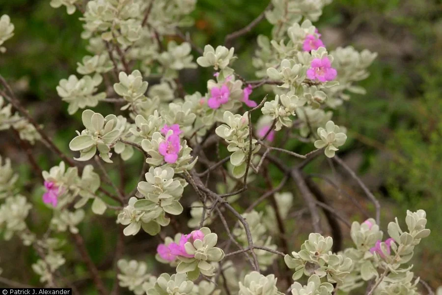 Texas Sage (Leucophyllum frutescens), photograph