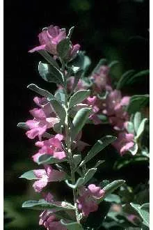 Texas Sage (Leucophyllum frutescens), photograph