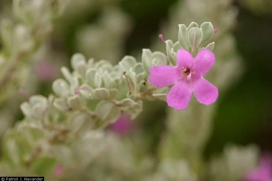 Texas Sage (Leucophyllum frutescens), photograph
