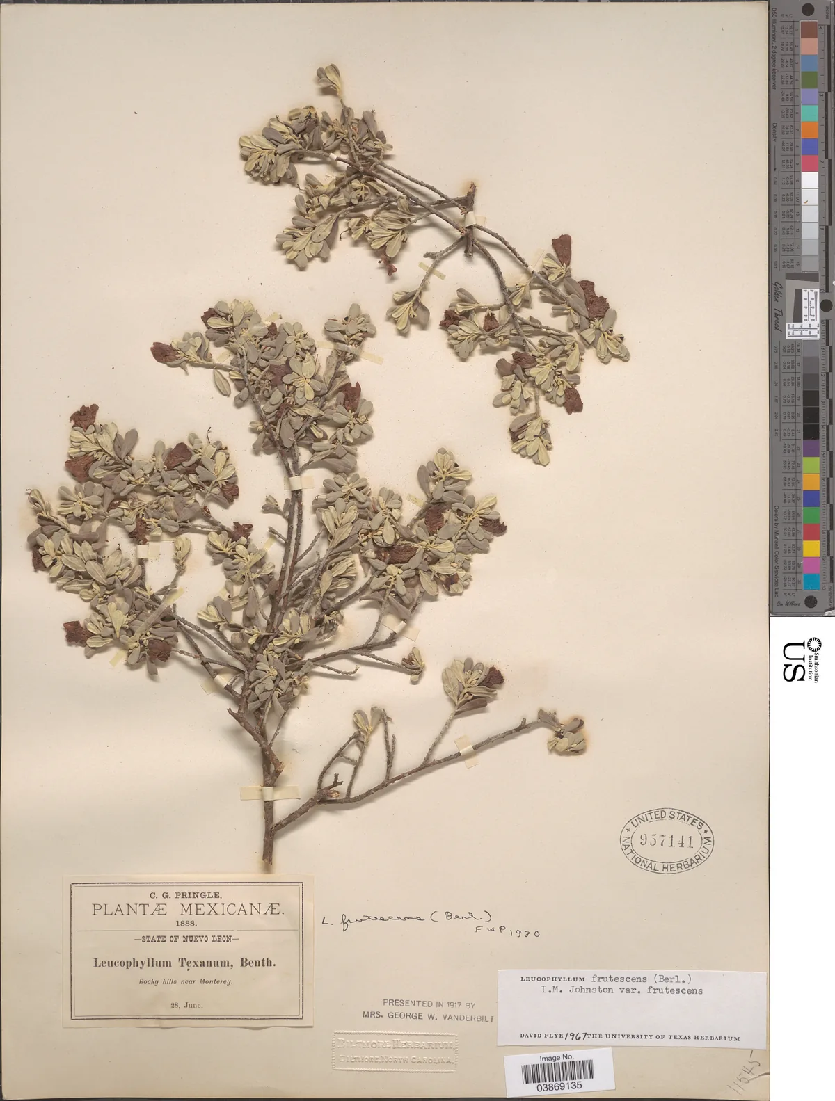 Texas Sage (Leucophyllum frutescens), photograph