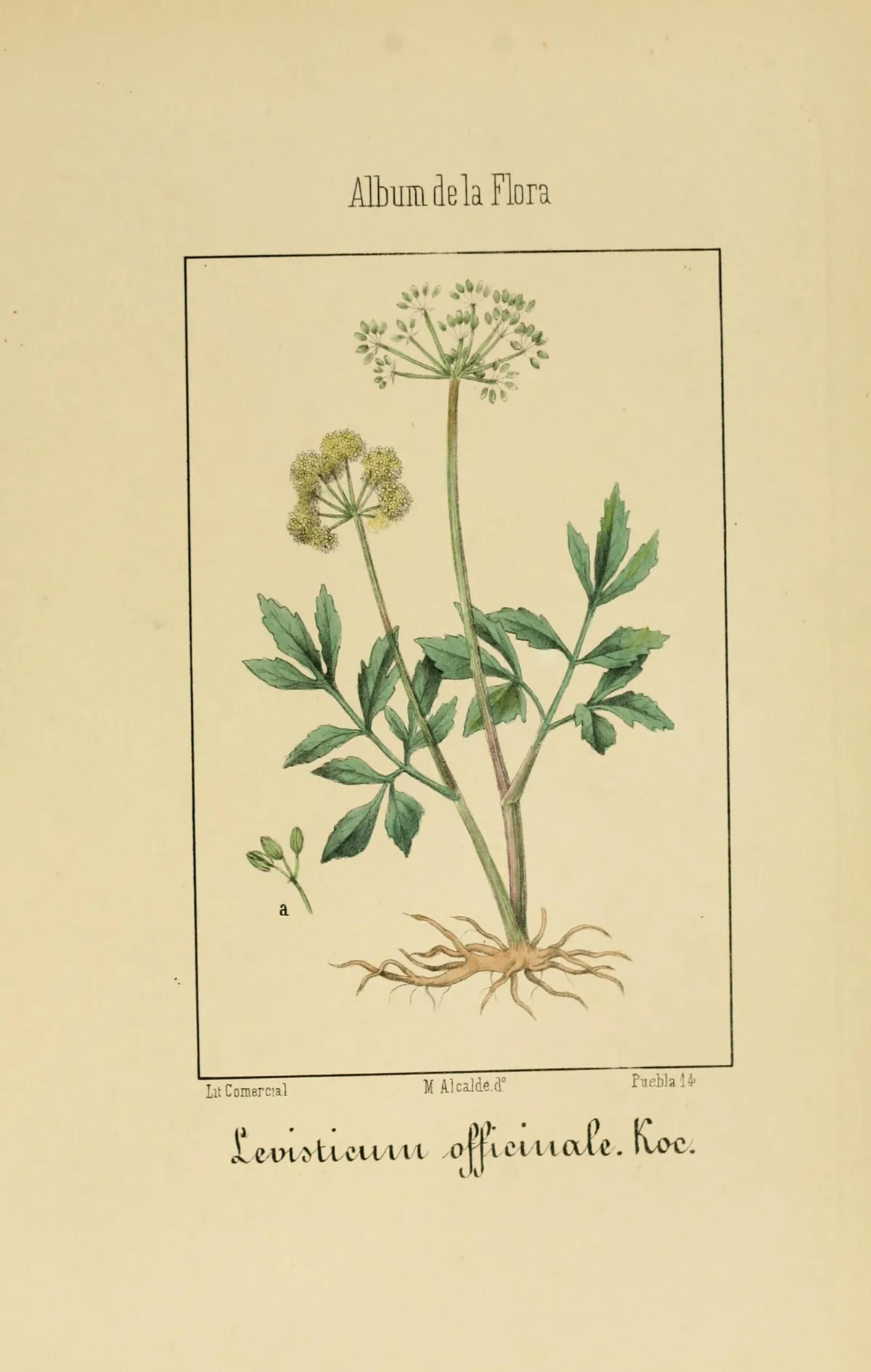 lovage (Levisticum officinale), botanical illustration