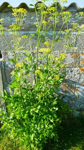 lovage (Levisticum officinale), photograph