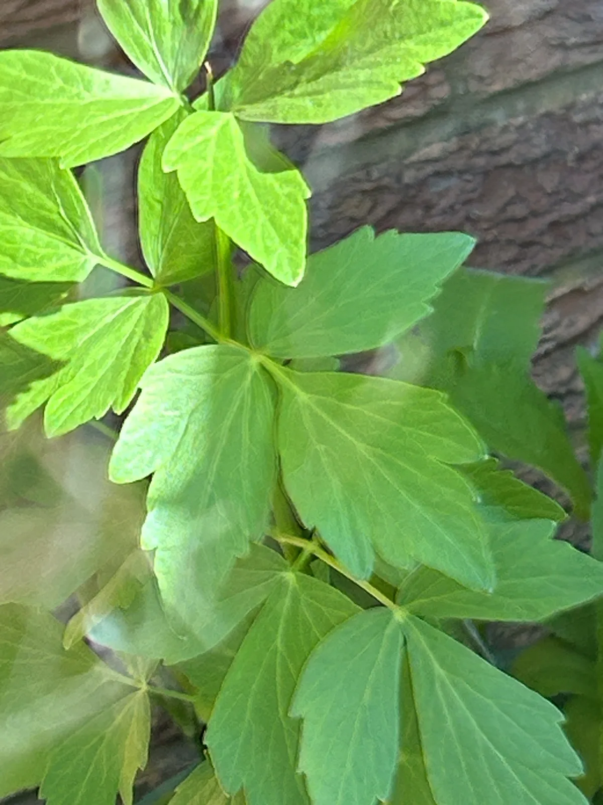 Photo: rolymoly, via iNaturalist · CC0 · via GBIF lovage (Levisticum officinale), photograph