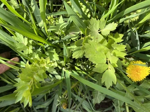 lovage (Levisticum officinale), photograph