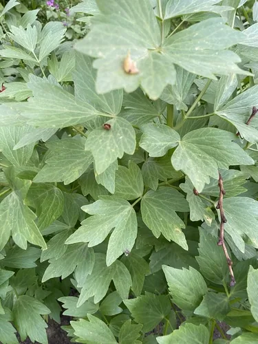 lovage (Levisticum officinale), photograph