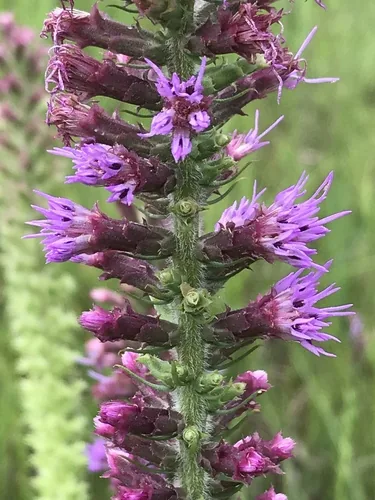 Photo: (c) Laura Clark, some rights reserved (CC BY) · cc-by · via iNaturalist Prairie Blazing Star (Liatris pycnostachya), photograph