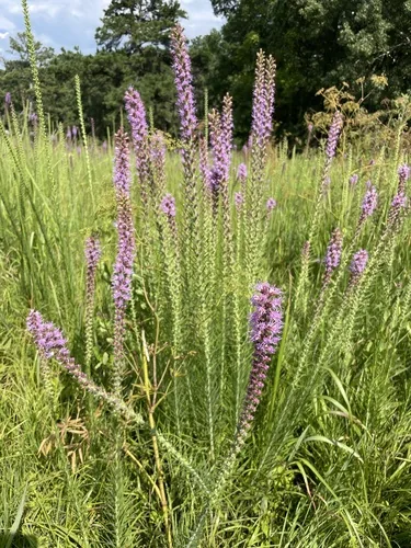 Prairie Blazing Star (Liatris pycnostachya), photograph