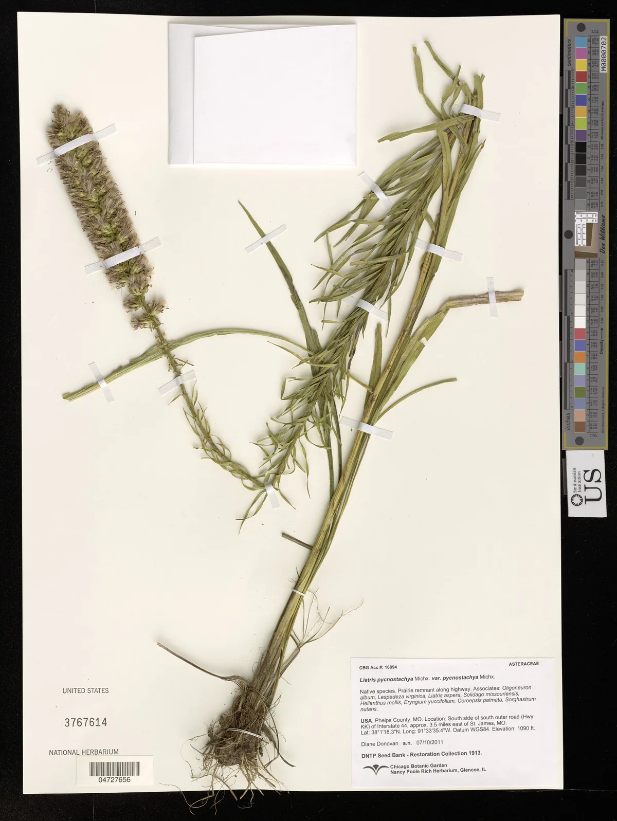 Prairie Blazing Star (Liatris pycnostachya), photograph