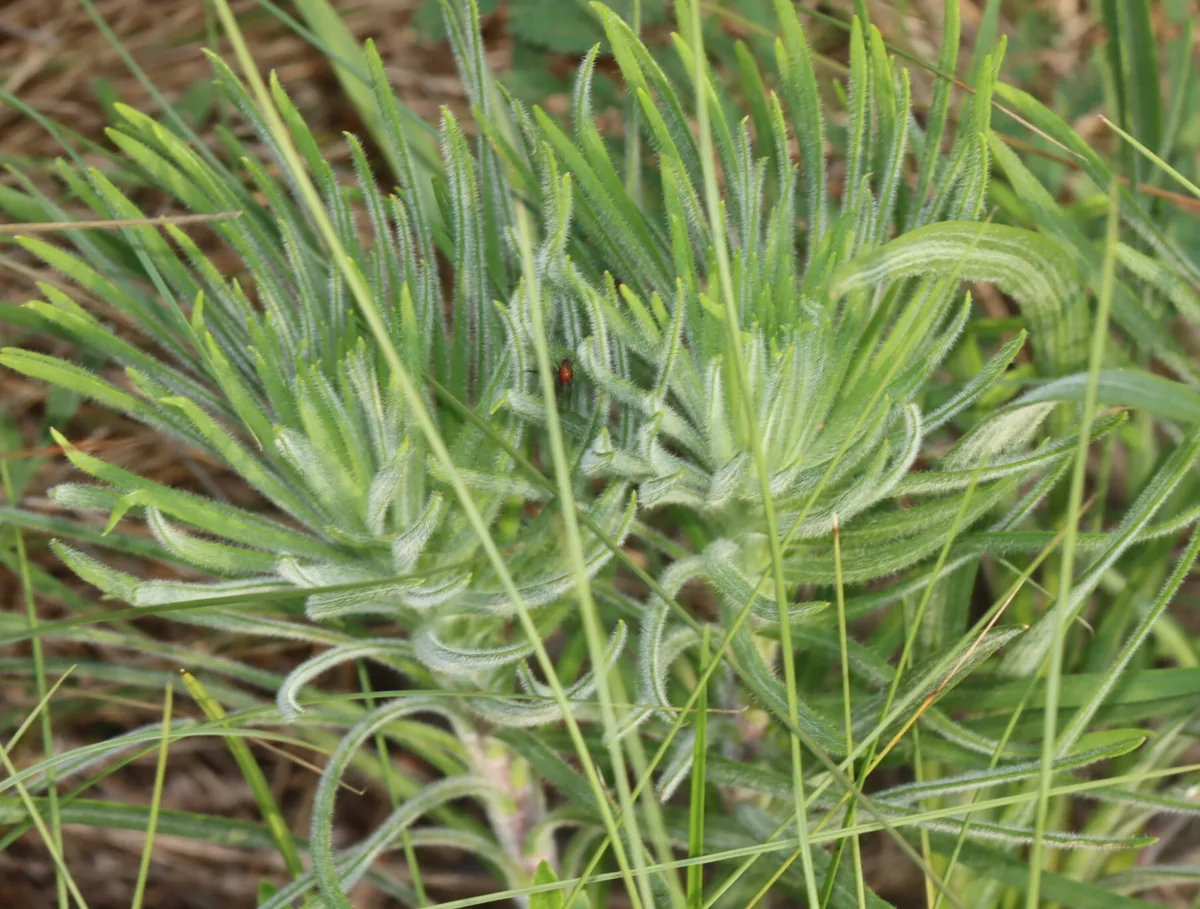 Prairie Blazing Star (Liatris pycnostachya), photograph