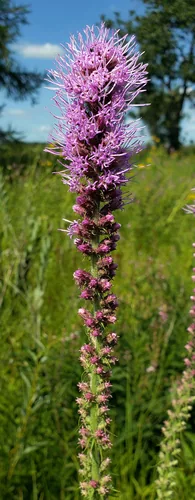 Photo: (c) aarongunnar, some rights reserved · CC BY · via iNaturalist prairie blazing star (Liatris pycnostachya), photograph