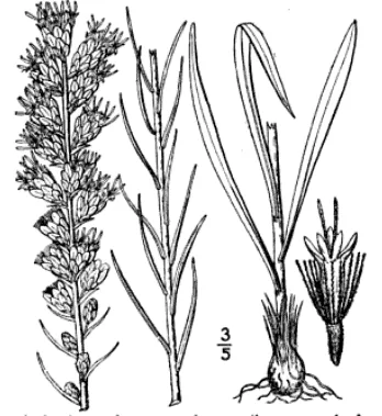 Liatris (Liatris spicata), botanical illustration