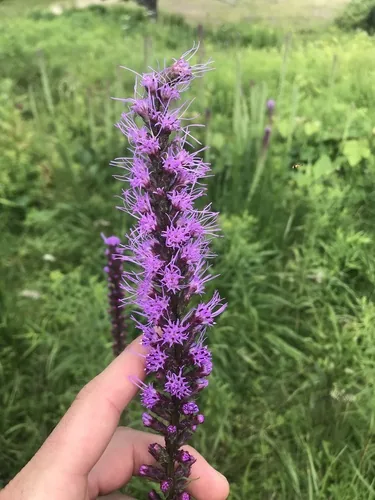 Photo: no rights reserved · CC0 · via iNaturalist liatris (Liatris spicata), photograph