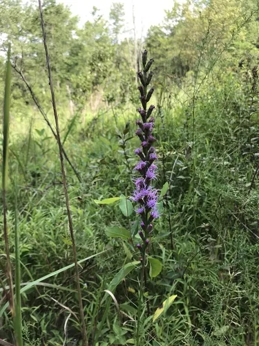 Photo: (c) Bonnie Semmling, some rights reserved (CC BY) · cc-by · via iNaturalist Liatris (Liatris spicata), photograph