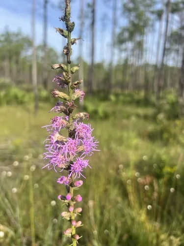 Liatris (Liatris spicata), photograph