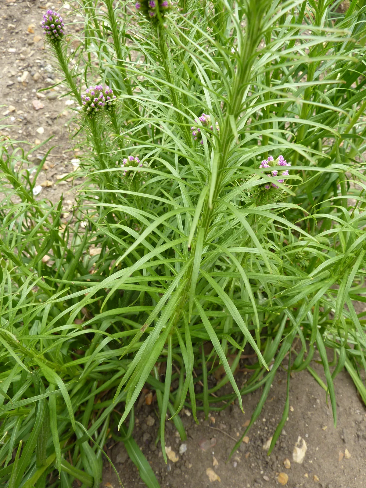 Liatris (Liatris spicata), photograph