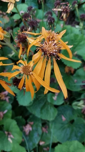 ligularia (Ligularia dentata), photograph