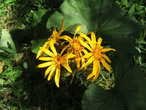 Photo: (c) Marco Mussita, some rights reserved · CC BY · via iNaturalist ligularia (Ligularia dentata), photograph