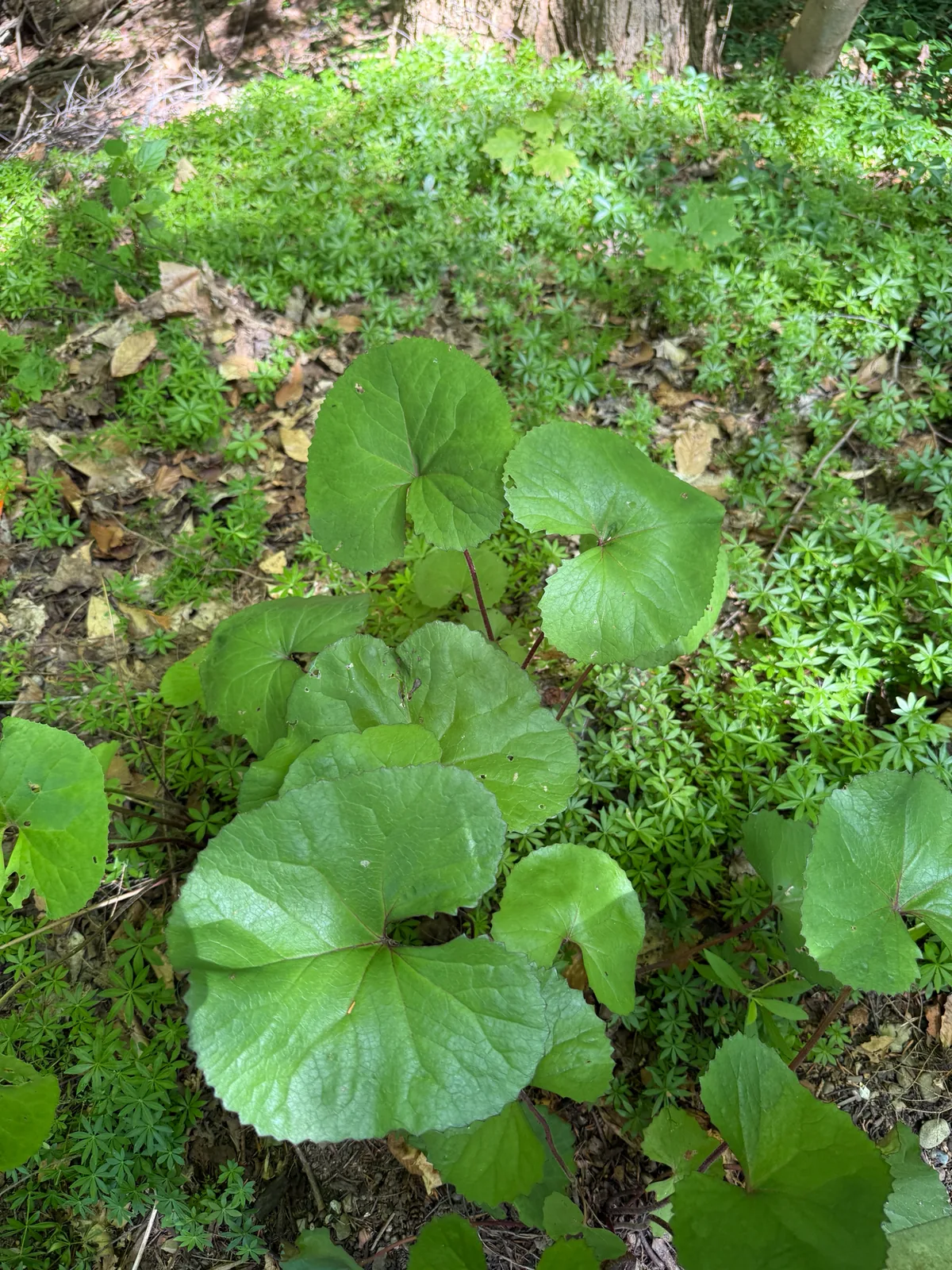 ligularia (Ligularia dentata), photograph