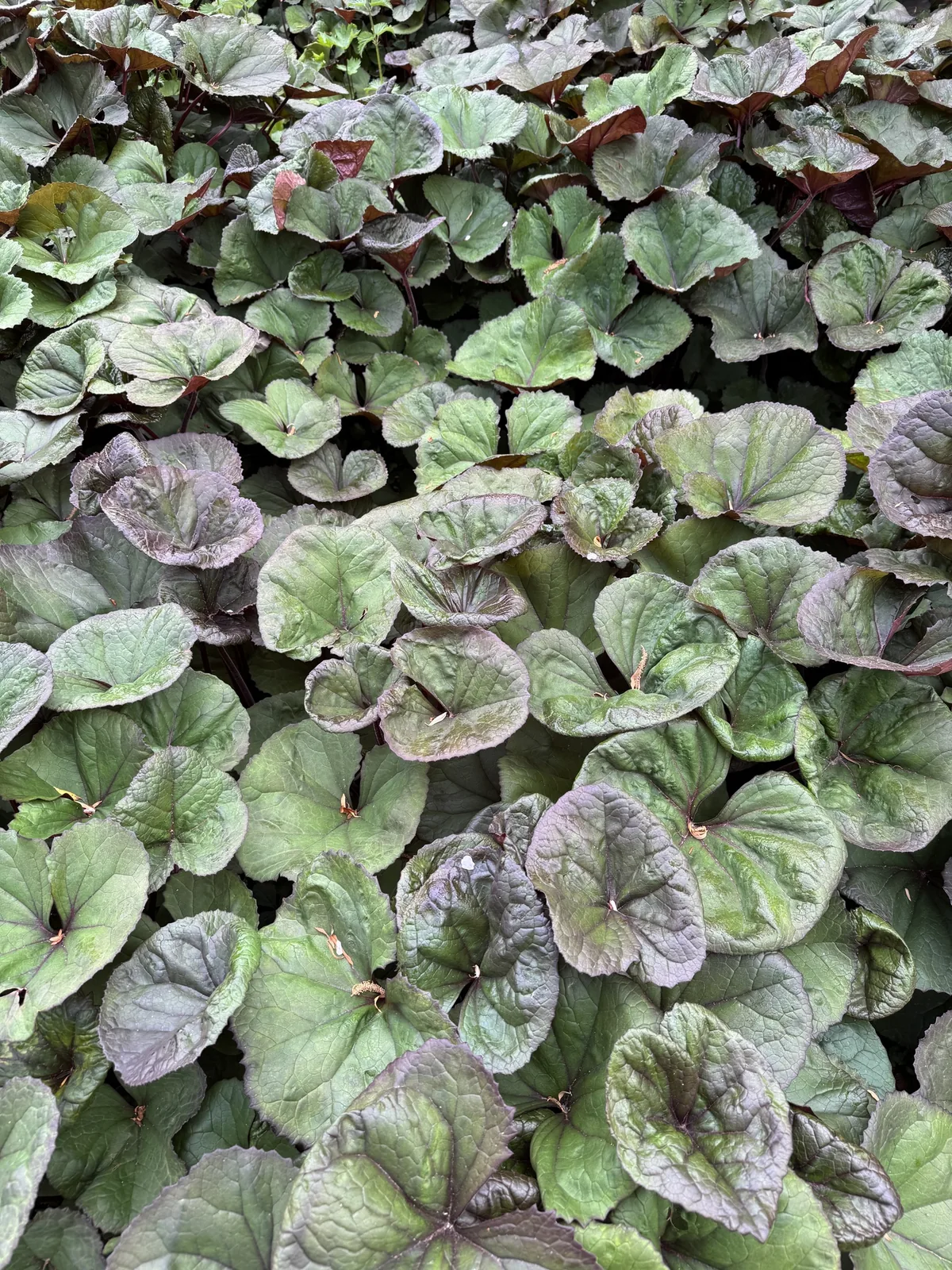 ligularia (Ligularia dentata), photograph