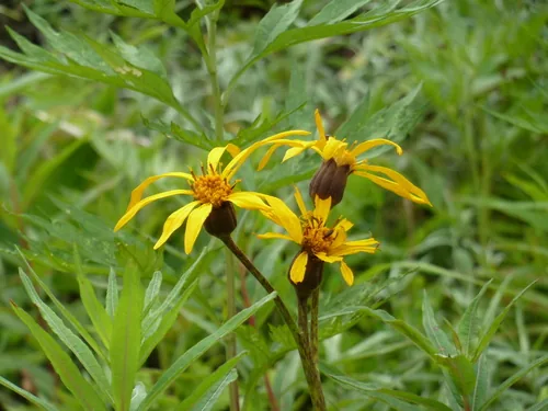 ligularia (Ligularia dentata), photograph