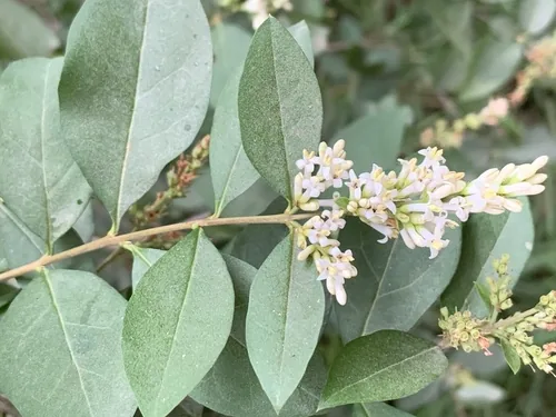Privet (Ligustrum ovalifolium), photograph