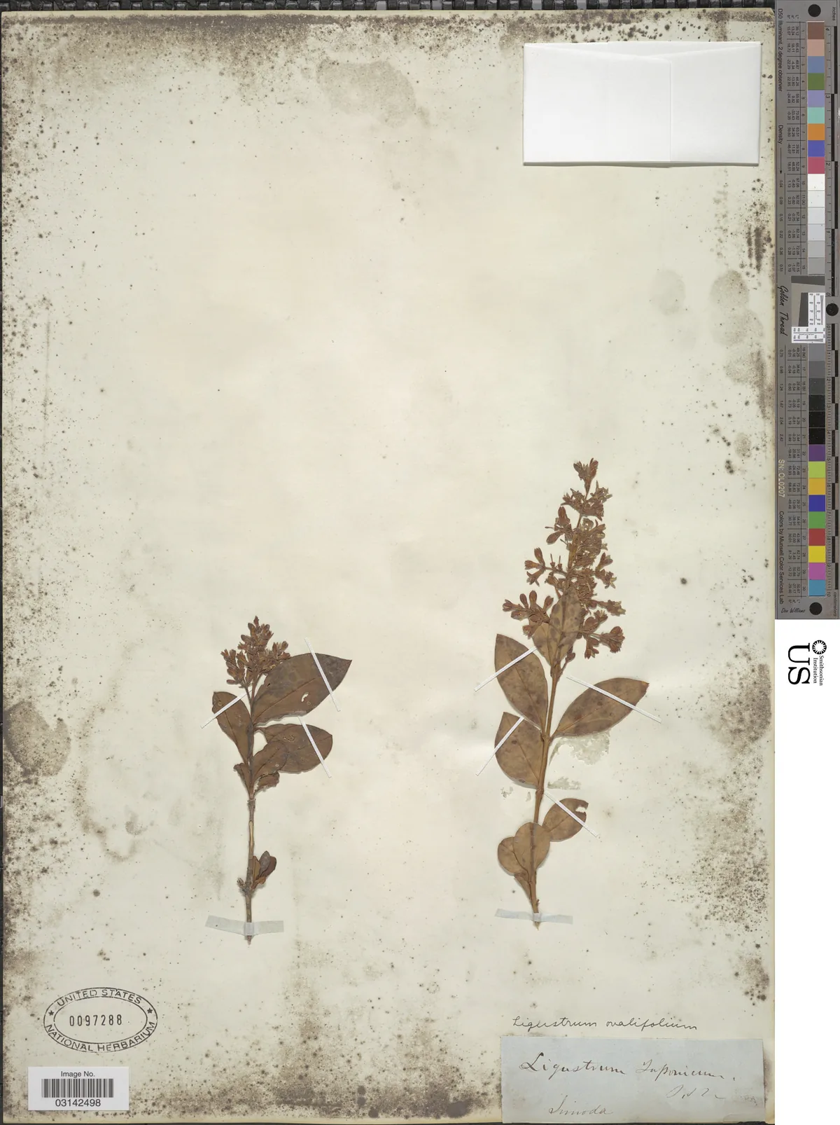 Privet (Ligustrum ovalifolium), photograph