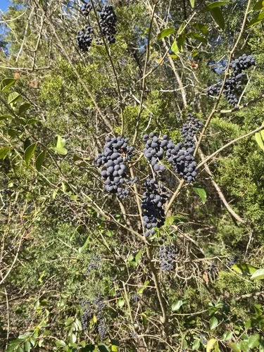 Privet (Ligustrum ovalifolium), photograph