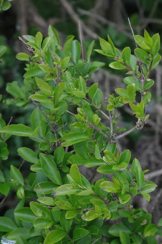 Privet (Ligustrum ovalifolium), photograph