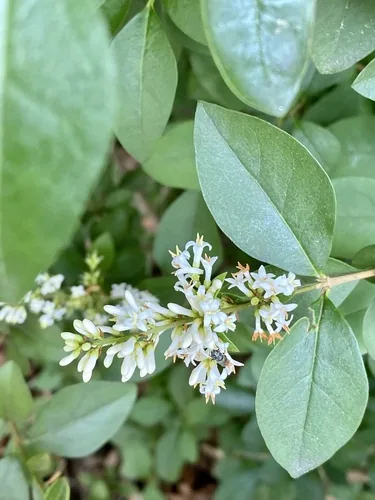 privet (Ligustrum ovalifolium), photograph