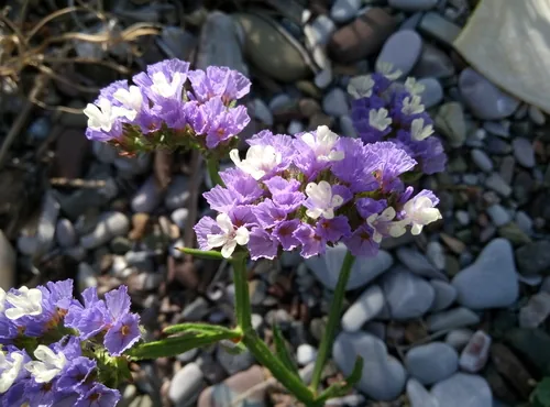 Statice (Limonium sinuatum), photograph