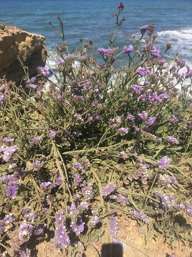 Photo: no rights reserved · cc0 · via iNaturalist Statice (Limonium sinuatum), photograph