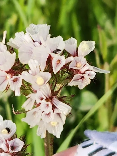 Statice (Limonium sinuatum), photograph