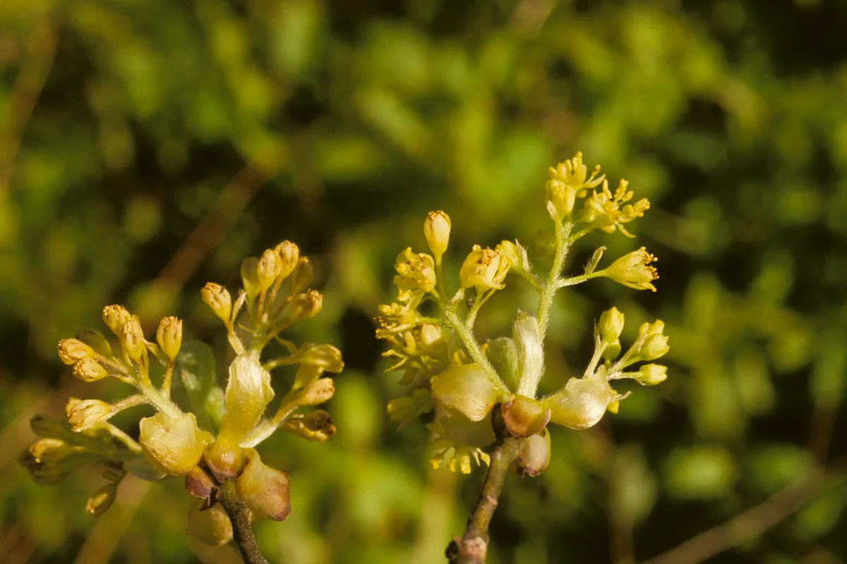 Spicebush (Lindera benzoin), photograph