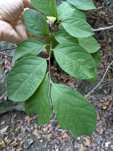 Photo: (c) Alison Northup, some rights reserved (CC BY) · cc-by · via iNaturalist Spicebush (Lindera benzoin), photograph
