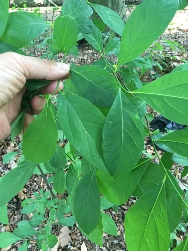 Spicebush (Lindera benzoin), photograph