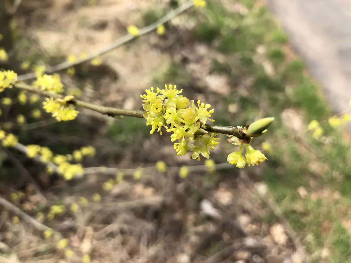 Spicebush (Lindera benzoin), photograph