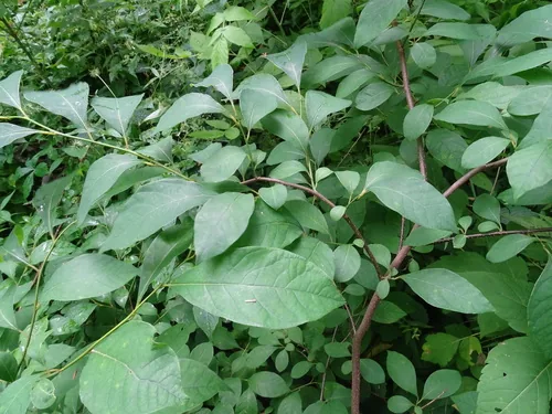 Spicebush (Lindera benzoin), photograph