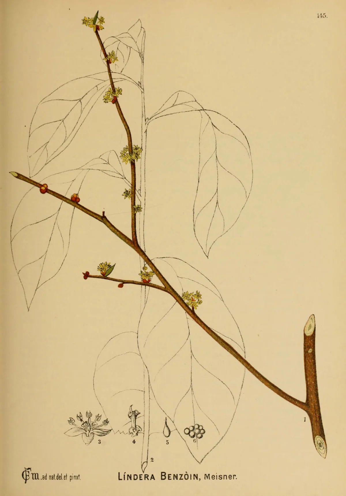 Illustration: Millspaugh, Charles Frederick · Public domain · via Wikimedia Commons spicebush (Lindera benzoin), botanical illustration